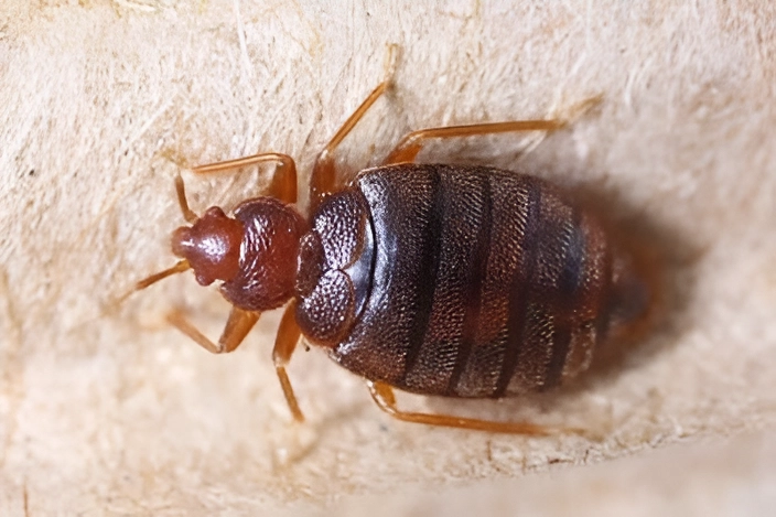 Bed Bugs Pest Control Services