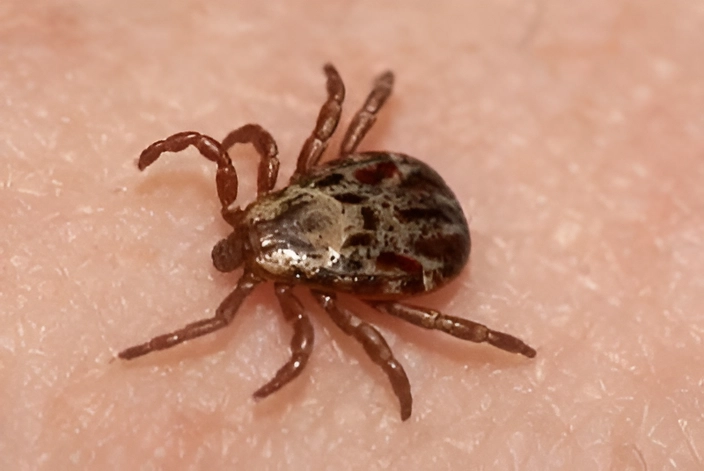Ticks Pest Control Service