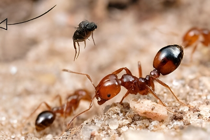 Ant Pest Control Services