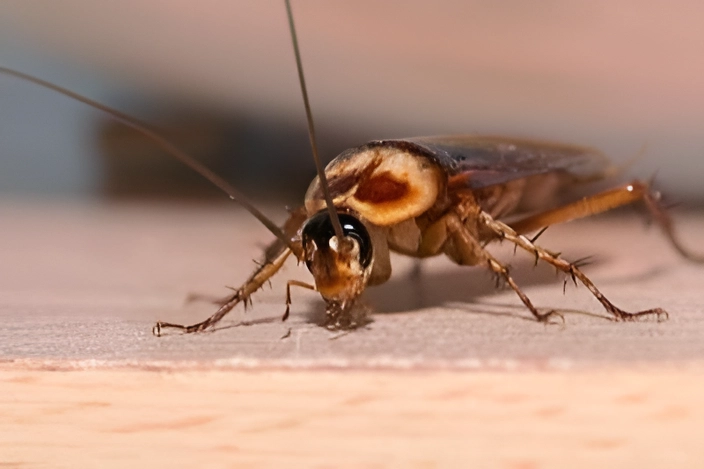 Cockroaches Pest Control Services