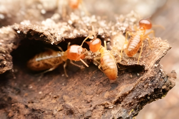 Termite Pest Control Services